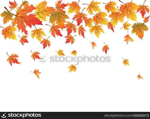 isolated maples with copy space on white background