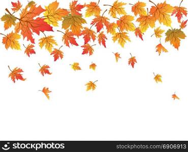 isolated maples with copy space on white background