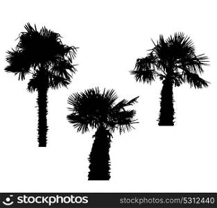 Isolated Silhouette of Palm Trees on White Background. Vector Illustration. EPS10. Isolated Silhouette of Palm Trees on White Background. Vector Il