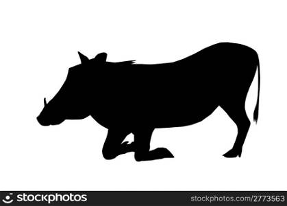 Isolated Silhouette Warthog Busy Eating on Knees