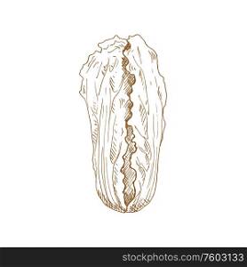 Isolated sketch of chinese cabbage. Vector vegetable. Chinese cabbage veggie sketch