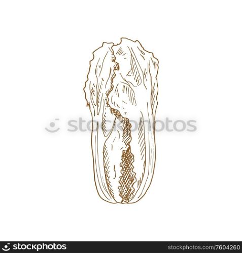 Isolated sketch of chinese cabbage. Vector vegetable. Chinese cabbage veggie sketch