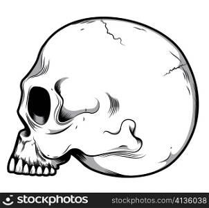 isolated skull