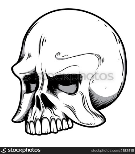 isolated skull