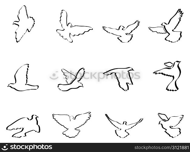 isolated some pigeons and doves on white background