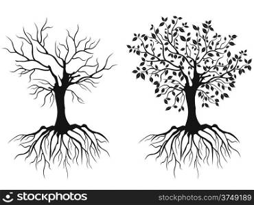 isolated trees with roots in spring and autumn from white background