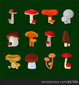 Isolated vector mushrooms. Edible mushrooms and toadstools illustration. Edible mushrooms and toadstools icons