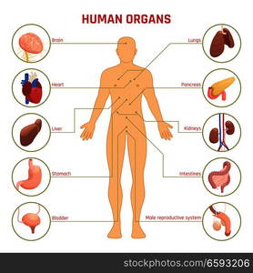 Isometric diagram infographics with man silhouette human organs their names and location on white background 3d vector illustration. Human Organs Infographics