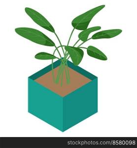 Isometric flower in pot isolated on white background. Home plant for home interior decoration.. Isometric flower in pot isolated on white background. Home plant for home interior decoration