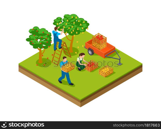 Isometric gardening. Farmers, plantation agriculture workers harvesting for seasonal market. Isometric apple pear trees garden vector illustration. Farm isometric agriculture, farming agribusiness. Isometric gardening. Farmers, plantation agriculture workers harvesting for seasonal market. Isometric apple pear trees garden vector illustration