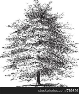 Italian Cypress or Cupressus sempervirens horizontalis, vintage engraving. Old engraved illustration of an Italian Cypress tree.