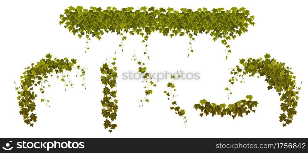 Ivy climbing vines with green leaves of creeper plant, botanical decorative design elements isolated on white background. Ampelous hedera branch hanging on garden wall Cartoon vector illustration, set. Ivy climbing vines with green plant leaves set