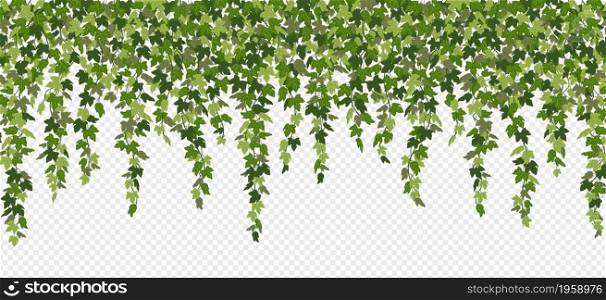 Ivy curtain, green creeper vines isolated on white background. Vector illustration in flat cartoon style.. Ivy curtain, green creeper vines isolated on white background. Vector illustration in flat cartoon style