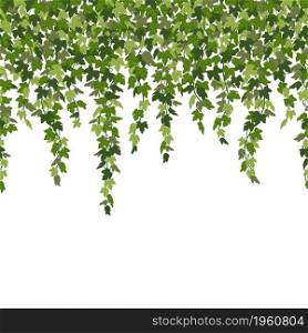 Ivy curtain, green creeper vines isolated on white background. Vector illustration in flat cartoon style.. Ivy curtain, green creeper vines isolated on white background. Vector illustration in flat cartoon style