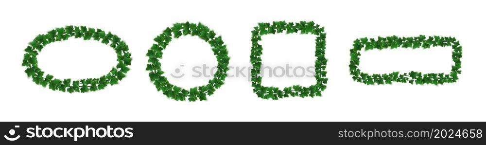 Ivy frames, climbing vine with green leaves of creeper plant. Round, rectangular and square hedera borders isolated on white background. Design elements for invitation decor, Realistic 3d vector set. Ivy frames, climbing vine green leaves elements