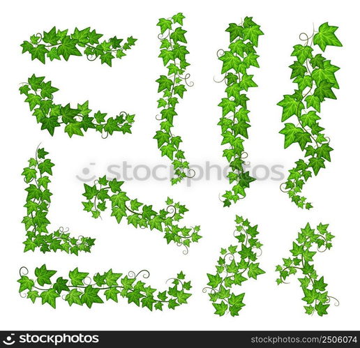 Ivy green leaves. Vine creepers, floral wall branches with foliage. Isolated growing plants, hanging flora design. Natural garden or forest exact vector set. Illustration of ivy plant green. Ivy green leaves. Vine creepers, floral wall branches with foliage. Isolated growing plants, hanging flora design. Natural garden or forest exact vector set