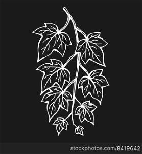 Ivy leaves. Hand drawn illustration converted to vector.