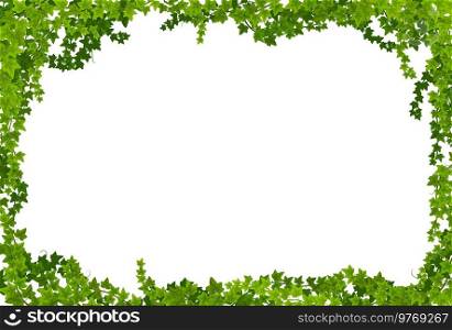 Ivy lianas frame with green leaves vector borders. Climbing plant or creeper vines with liana branches and green foliage. Evergreen hedera helix or garden ivy floral border rectangular frame. Ivy lianas frame with green leaves vector borders