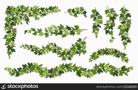 Ivy vines set, various green creeper plant isolated on white background. Vector illustration in flat cartoon style. Ivy vines set, various green creeper plant isolated on white background. Vector illustration in flat cartoon style.