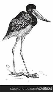 Jabiru of Senegal, vintage engraved illustration. Dictionary of words and things - Larive and Fleury - 1895.