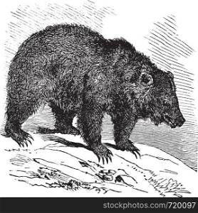 JACK Bear (Ursus horribilis), vintage engraved illustration. Trousset encyclopedia (1886 - 1891).