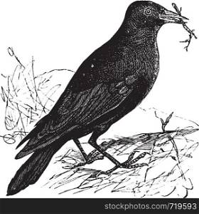 Jackdaw or Corvus monedula, vintage engraving. Old engraved illustration of a Jackdaw.