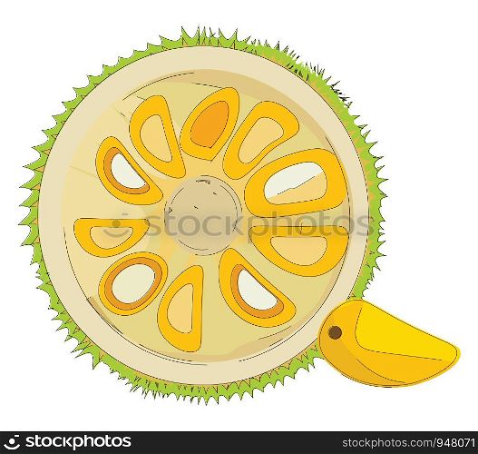 Jackfruit which is cut into half with its pieces peeping out , vector, color drawing or illustration.