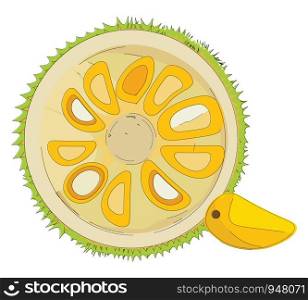 Jackfruit which is cut into half with its pieces peeping out , vector, color drawing or illustration.