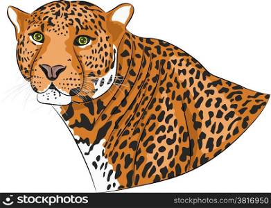 Jaguar head with spotty skin isolated on white background.