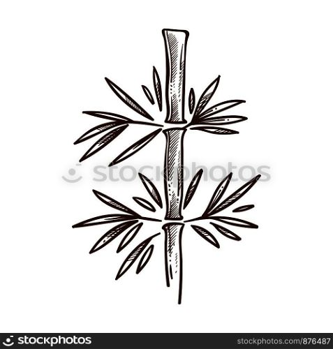 Janapese traditional plant bamboo monochrome sketch outline. Woody high plant growing quickly chiefly in tropics, where is cultivated. Floral organism foliage leaves isolated on vector illustration. Janapese traditional plant bamboo monochrome sketch vector illustration