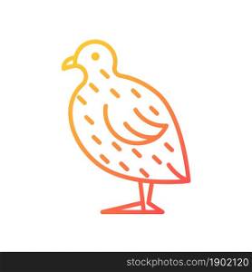 Japanese quail gradient linear vector icon. Coturnix japonica. Domestic bird. Quails farming for meat and eggs. Thin line color symbol. Modern style pictogram. Vector isolated outline drawing. Japanese quail gradient linear vector icon