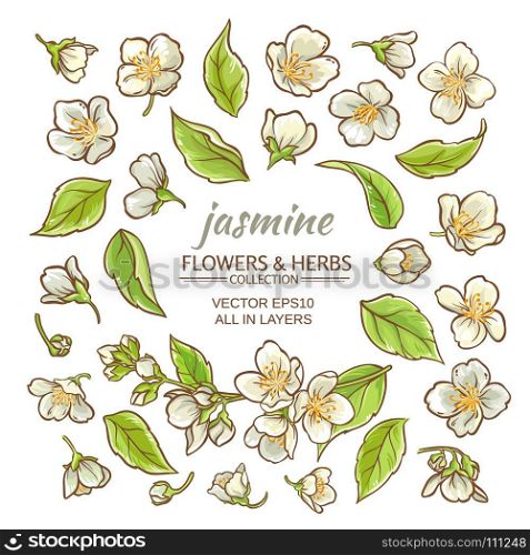 jasmine flowers set. jasmine flowers vector set on white background