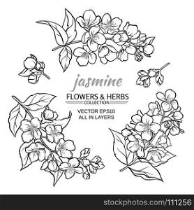 jasmine vector set. jasmine flowers vector set on white background