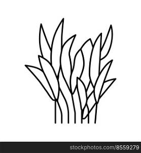 java fern line icon vector. java fern sign. isolated contour symbol black illustration. java fern line icon vector illustration