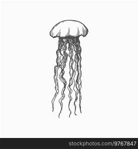Jellies Pacific nettle jellyfish isolated monochrome sketch icon. Vector medusa hand drawn sea creature, underwater animal, deep ocean waters sealife character. Swimming marine jelly, long tentacles. Jellyfish or jelly isolated medusa vector sketch
