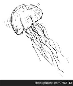 Jellyfish drawing, illustration, vector on white background.