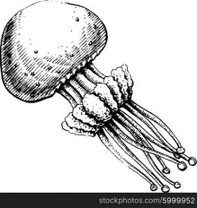 Jellyfish, vector illustration, sketch