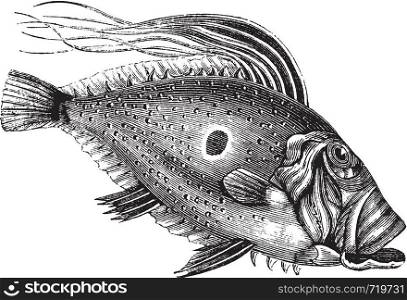 John Dory or Saint Pierre Fish or Saint Peter Fish or Zeus faber, vintage engraving. Old engraved illustration of a John Dory fish.