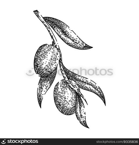 jojoba oil plant hand drawn. seed vector, illustration flower, sketch avocado, leaf top, bottle argan jojoba oil plant vector sketch. isolated black illustration. jojoba oil plant sketch hand drawn vector