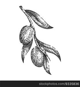 jojoba oil plant hand drawn. seed vector, illustration flower, sketch avocado, leaf top, bottle argan jojoba oil plant vector sketch. isolated black illustration. jojoba oil plant sketch hand drawn vector