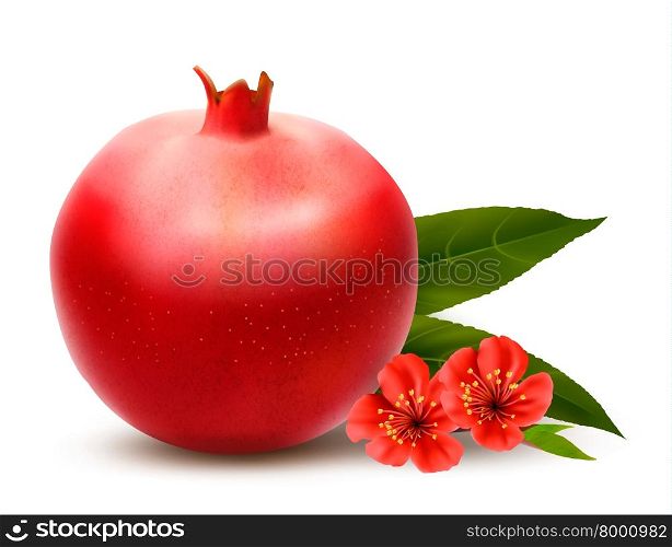 Juicy pomegranate with leaves. Vector