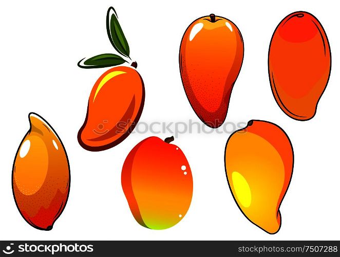 Juicy tropical mango fruits with orange skin and green pointed leaves, for agriculture or healthy food design. Orange fresh tropical mango fruits