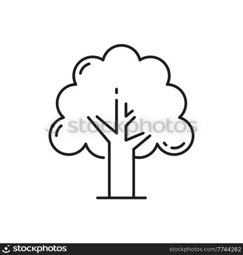 Jungle forest, tropical park tree isolated thin line icon. Vector tree landscape architecture environment protection element. Exotic plant, garden decor, hand drawn spring or summer tropical plant. Tropical jungle forest tree shades crown thin line