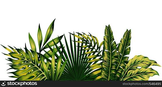 Jungle leaves vector composition tropical pattern. Green invitation holiday banners with palm
