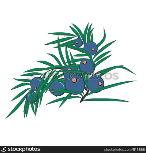 Juniper berries brunch vector illustration isolated on a white background