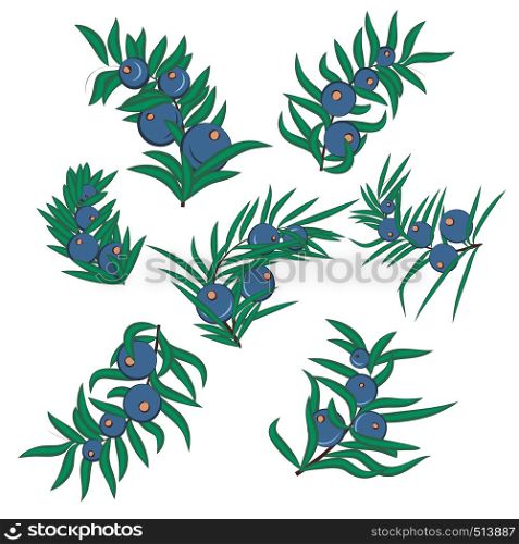 Juniper berries brunch vector illustration isolated on a white background