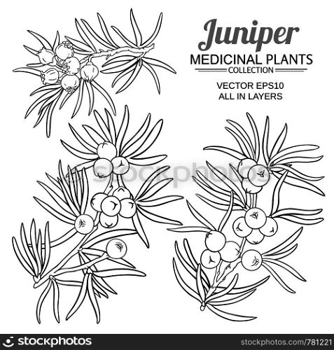 juniper vector set on white background. juniper vector set