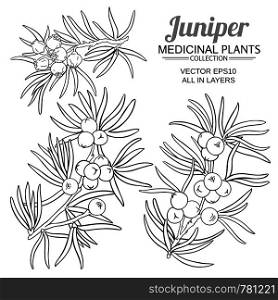 juniper vector set on white background. juniper vector set