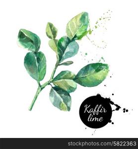 Kaffir lime leaves. Hand drawn watercolor painting on white background. Vector illustration