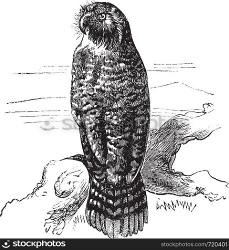 Kakapo or Strigops habroptila or Owl parrot, vintage engraving. Old engraved illustration of Kakapo waiting on a branch.
